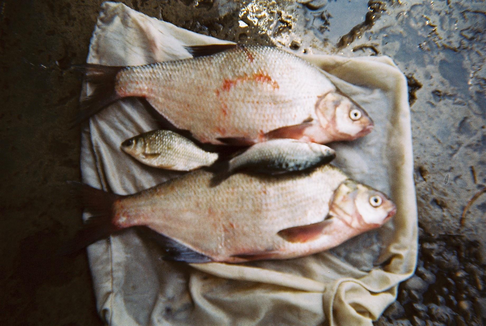 Baraj Dridu - Platicii 1,5kg bucata'
